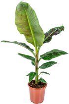Musa Cavendish - Bananenplant - Kamerplant - Luchtzuiverende plant voor binnen - ⌀21 cm - 90-100 cm