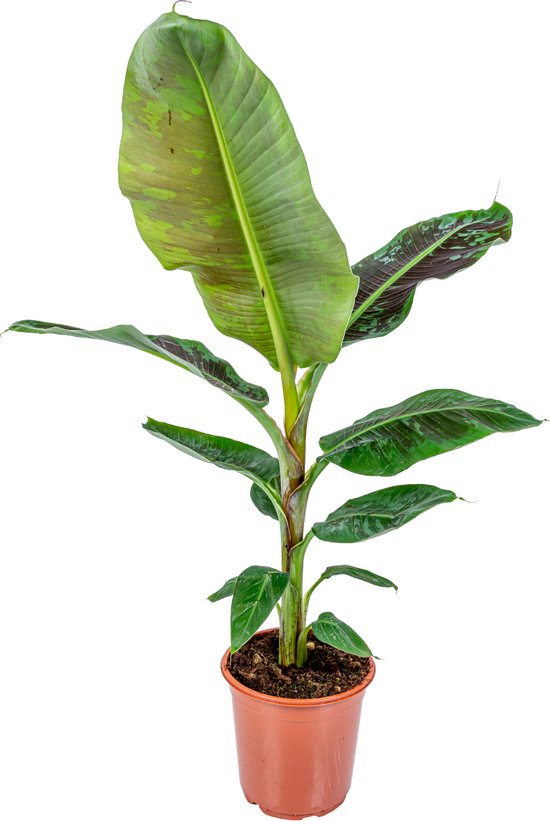 Musa Cavendish - Bananenplant - Kamerplant - Luchtzuiverend - ⌀21 cm -  90-100 cm | bol.com