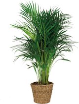 Dypsis Lutescens Incl. Zeegras Mand - Goudpalm - Kamerplant - Onderhoudsvriendelijke plant voor binnen - ⌀21 cm - 100-110 cm