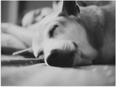 WallClassics - Poster Glanzend – Slapende Hond - Zwart Wit - 40x30 cm Foto op Posterpapier met Glanzende Afwerking
