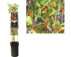 Klimplant Lycium barbarum (goij-bes)