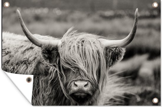 Affiche noir et blanc d'une vache écossaise aux cheveux emmêlés sur les yeux.