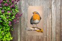 Tuinposter van roodborstje op een tak met korstmos, bevestigd aan een houten schutting naast paarse bloemen.