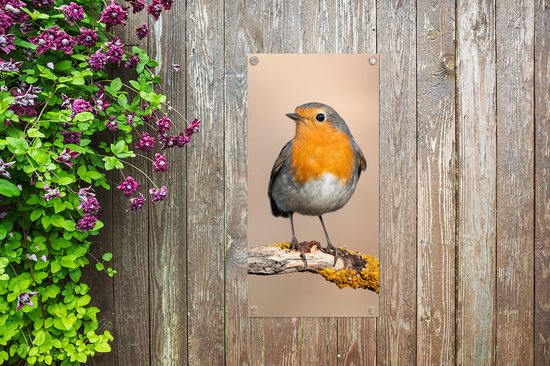 Tuinposter van roodborstje op een tak met korstmos, bevestigd aan een houten schutting naast paarse bloemen.