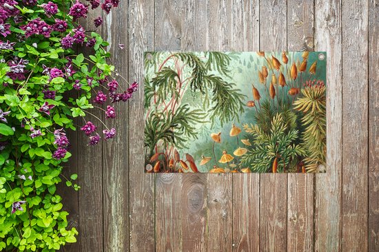 Posters de jardin extérieur Maîtres anciens - Art - Muscinae - Haeckel - 90x60 cm - Toile de jardin - Affiche extérieure