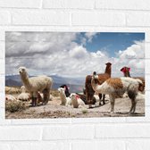 WallClassics - Muursticker - Alpaca's in de Bergen met Rode Versiering - 60x40 cm Foto op Muursticker