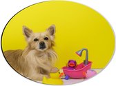 WallClassics - Dibond Ovaal - Chihuahua met Roze Badkuip en Eendjes tegen Gele Achtergrond - 40x30 cm Foto op Ovaal (Met Ophangsysteem)