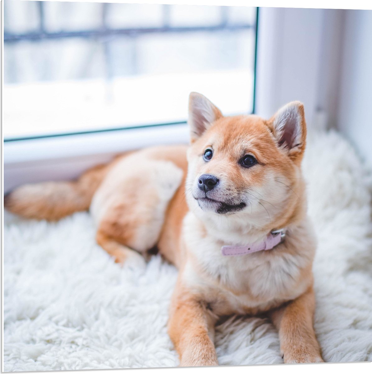 PVC Schuimplaat - Lichtbruine Shiba Inu Liggend op Wit Vloerkleed - 80x80 cm Foto op PVC S