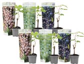Plant in a Box - Mix van 6 Druivenplanten - Vitis Vinifera - Druif - Pot 9cm - Hoogte 25-40cm