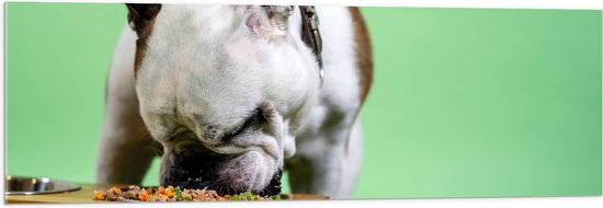 WallClassics - Acrylglas - Hondje aan het Eten voor Groene Achtergrond - Buldog - 120x40 cm Foto op Acrylglas (Wanddecoratie op Acrylaat)