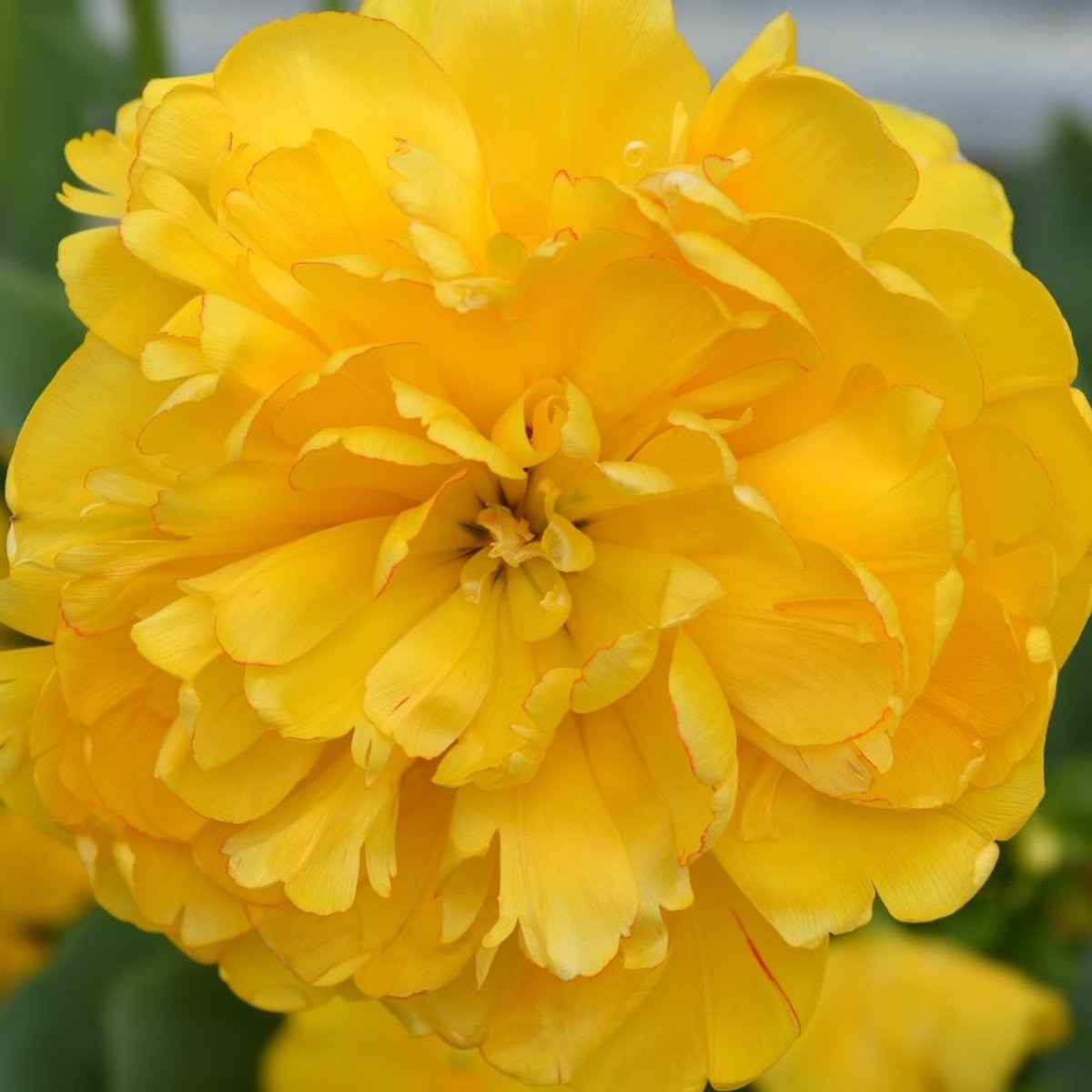 Tulpenbollen Yellow Pomponette - 30 bloembollen - bolmaat 11/12 - geel, dubbelbloemig, voorjaarsbloeier, winterhard - direct van de kweker - Flowerbulbs Amsterdam