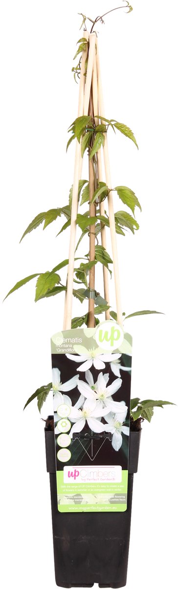 Hello Plants Clematis Montana Grandiflora Bosrank - Klimplant - Ø 15 cm - Hoogte: 65 cm