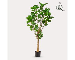 Kunstplant - Polyscias - Aralia - 150 cm