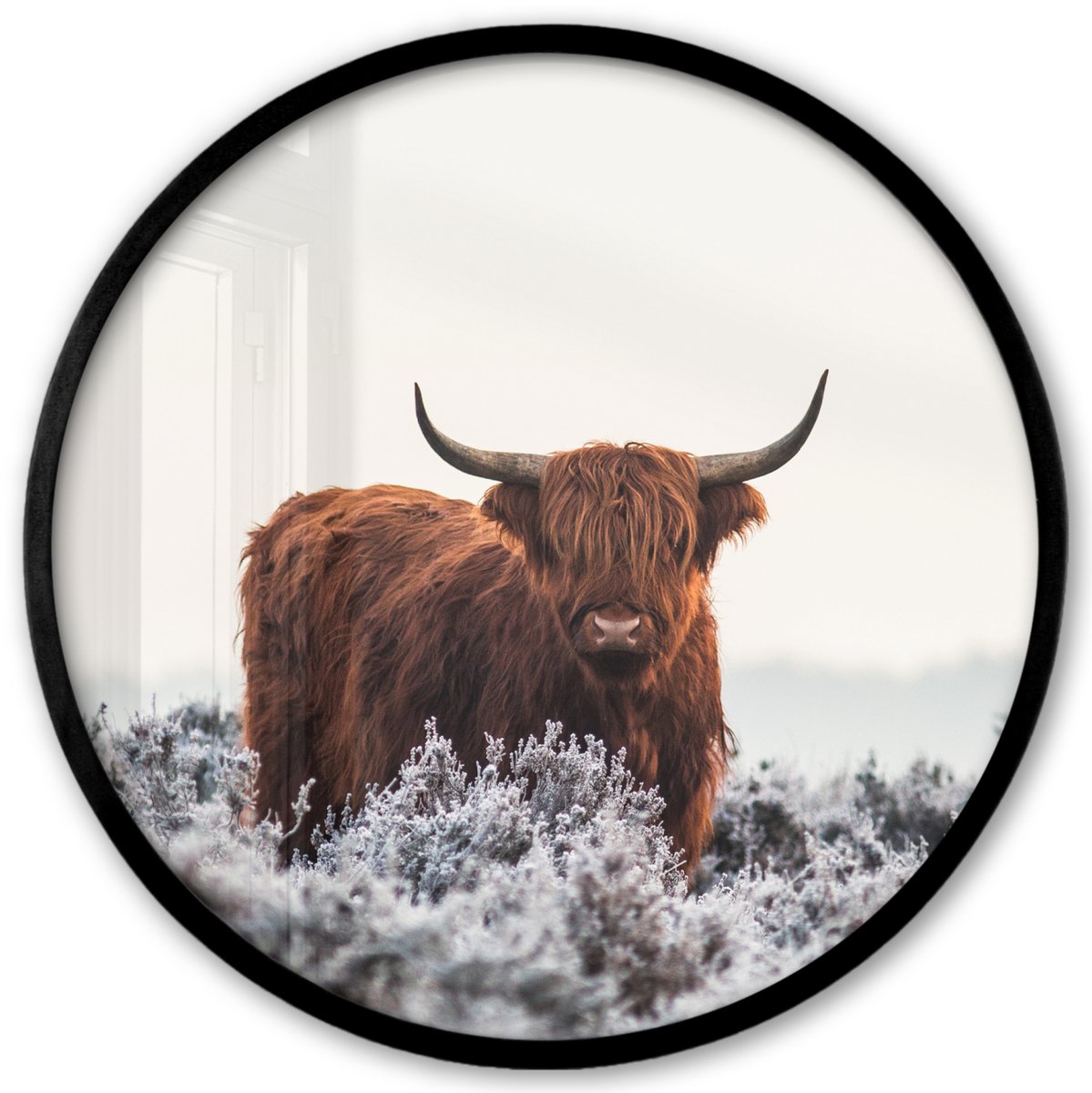 FrameYourWall Poster in lijst Rond - Fotolijst 40x40 cm - Posters - Schotse hooglander - Dier - Natuur - Wit - Ronde posterlijst zwart - Decoratie - Wanddecoratie woonkamer - Muurdecoratie slaapkamer Schotse hooglander - Winter