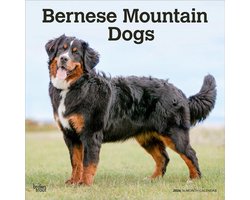 Berner Sennen Kalender 2026