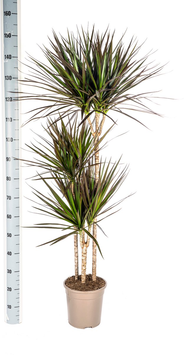 Dracaena Marginata Magenta Ø24cm - 140cm