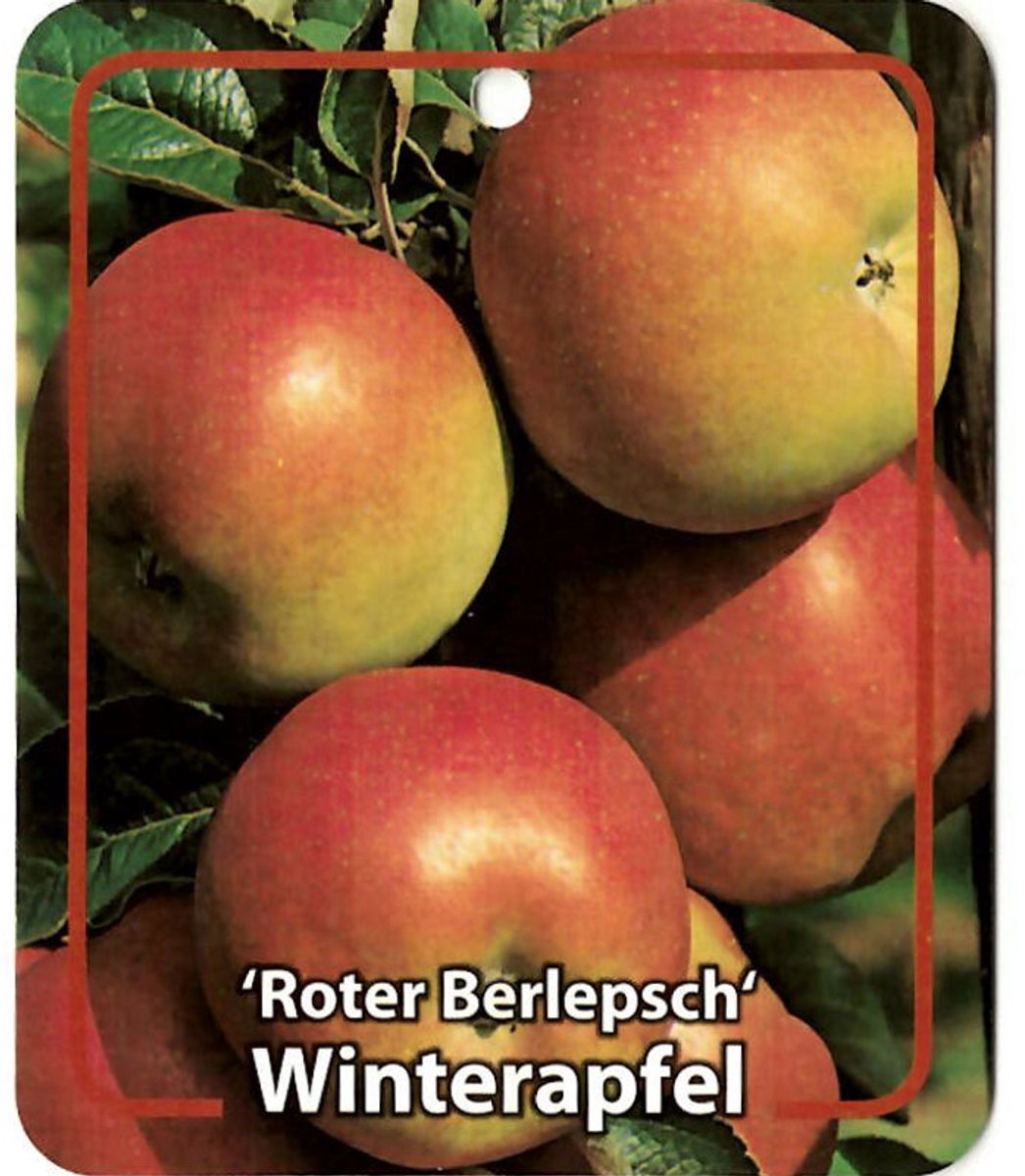 Oosterik home - Malus Domestica Roter Berlepsch