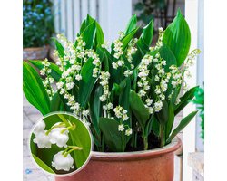 Lelietjes van Dalen Bloembollen Winterhard - Meiklokjes - Convallaria Majalis - 10 stuks - Wit - Bloem bollen - Leliebollen - Meerjarig