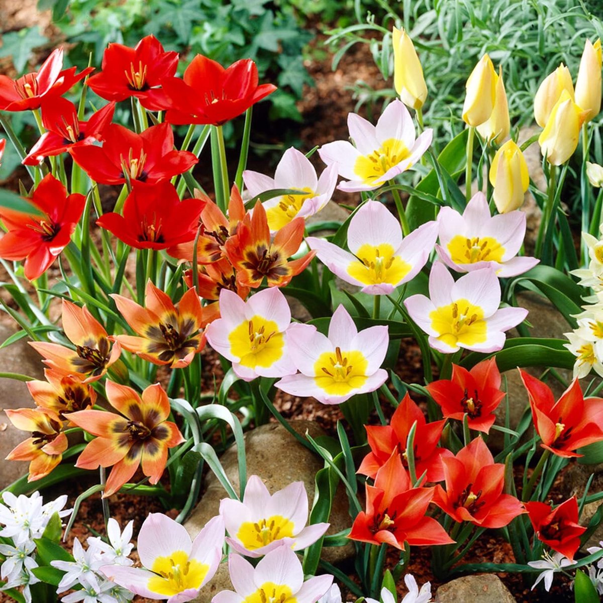 Tulpen Bloembollen Winterhard - Botanische Mix - 50 stuks - Meerkleurig - Bloem Bollen Mix - Tulpenbollen Meerjarig