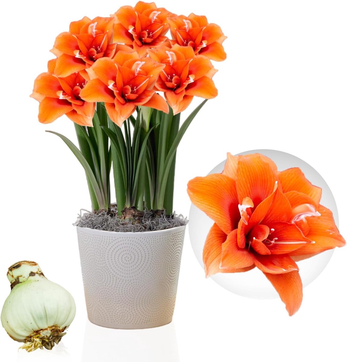 Amaryllis Bol - Celica - Bloembollen - 1 stuk - Oranje - Bloem bollen