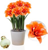 Amaryllis Bol - Celica - Bloembollen - 1 stuk - Oranje - Bloem bollen