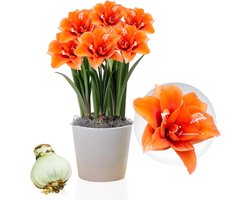 Amaryllis Bol - Celica - Bloembollen - 1 stuk - Oranje - Bloem bollen