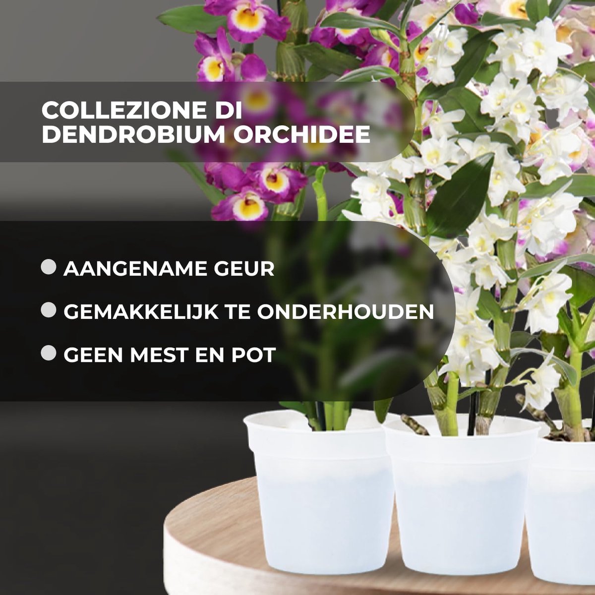Orchidee plant - Bambus Dendrobium Nobile - Kamerplant voor binnen - 3 stuks - Meerkleurig - Binnenplant