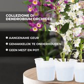 Orchidee plant - Bambus Dendrobium Nobile - Kamerplant voor binnen - 3 stuks - Meerkleurig - Binnenplant