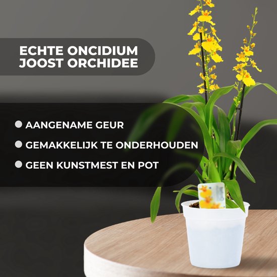 plant d'orchidée Dutch Bulbs - Oncidium Joost - Plante d'intérieur - 2 pièces - Jaune - Plante d'intérieur