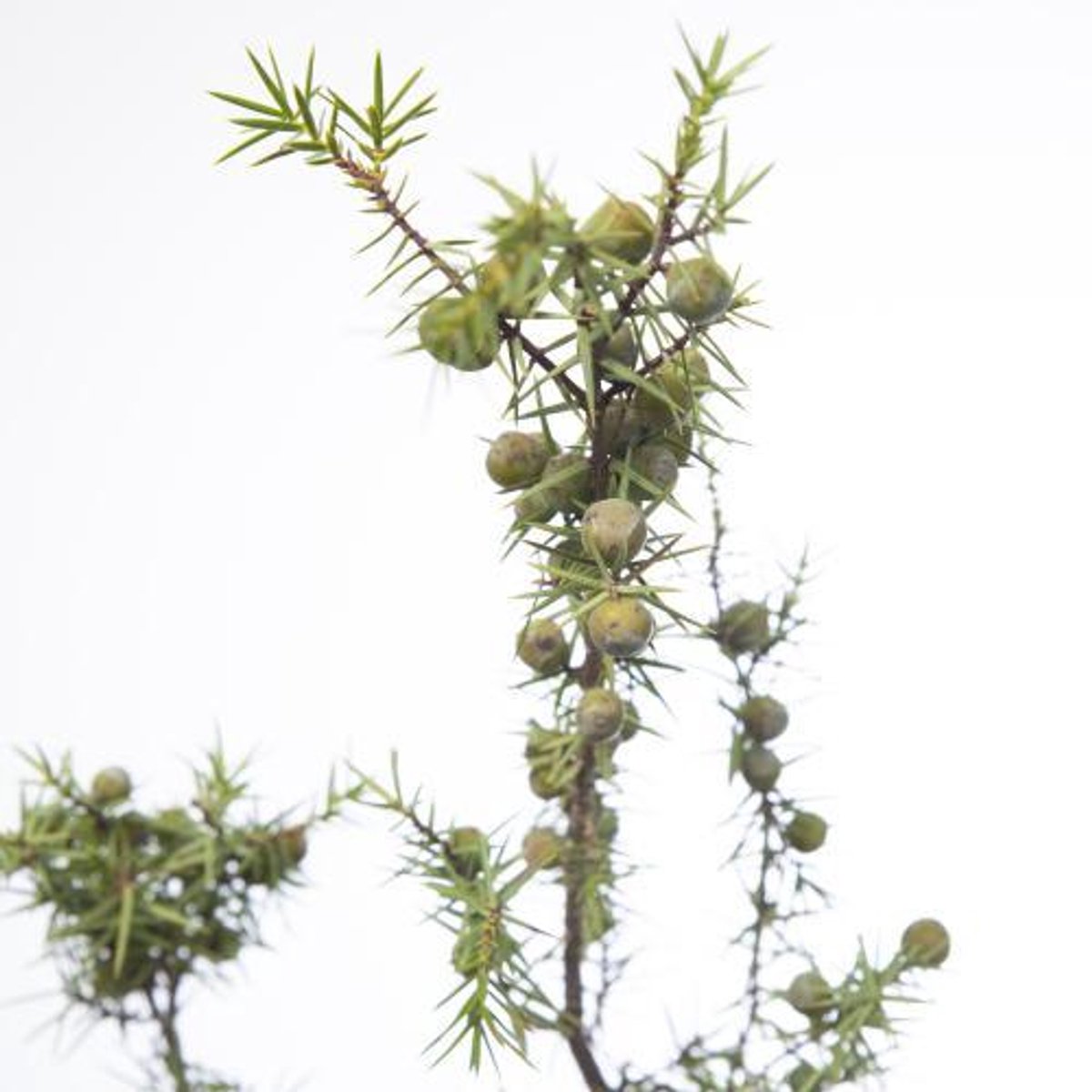 5x Ko juniperus jenever bes 60cm