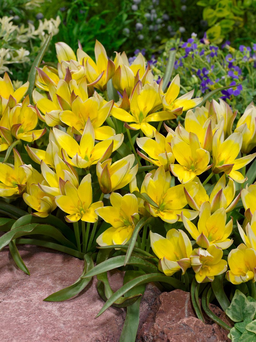 25x Tulpen 'Tarda dasystemon' - BULBi® Bloembollen met bloeigarantie