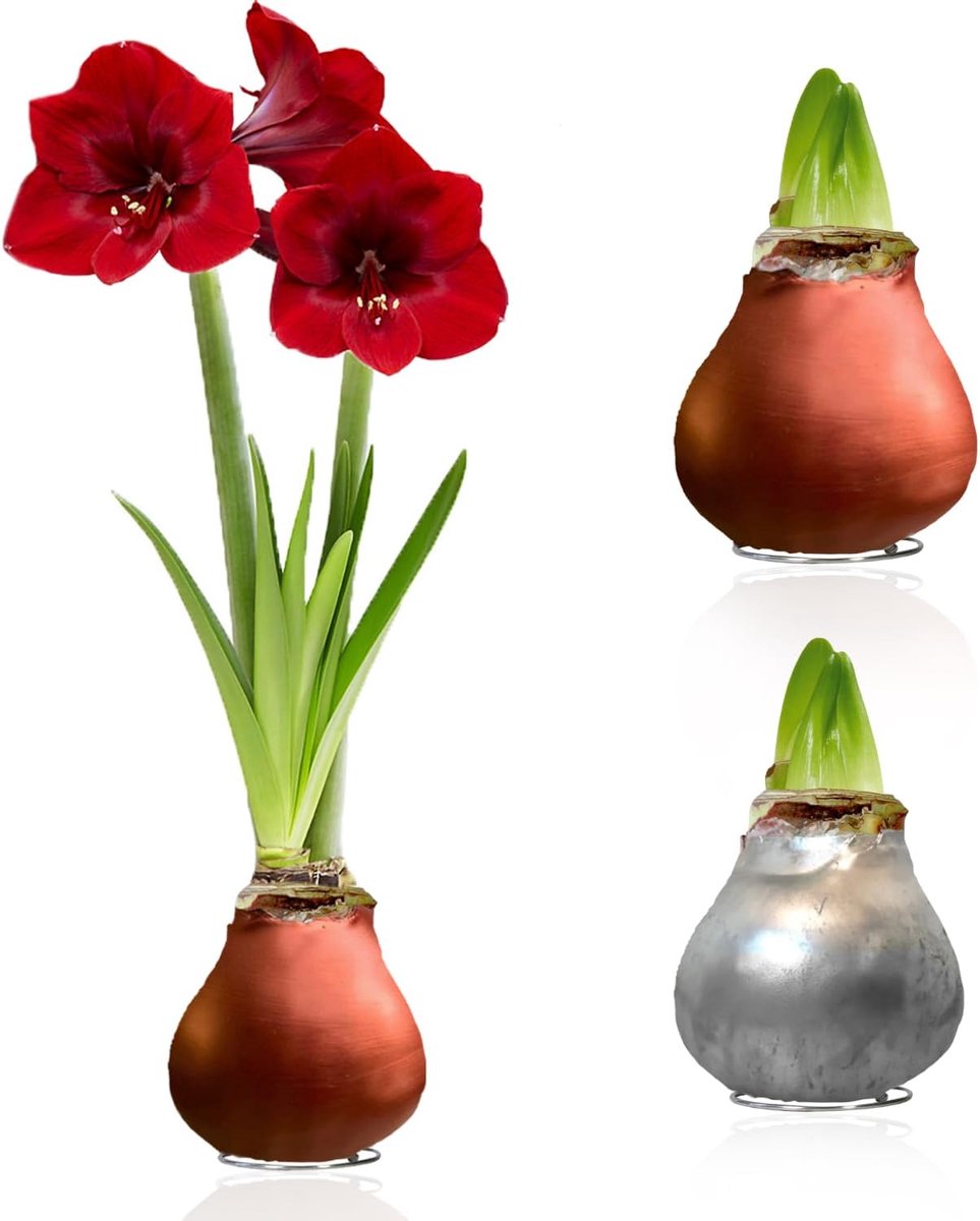 Amaryllis Bollen in Wax - Zilver & Brons - Bloembollen - 2 stuks - Bloem bollen - No Water Flower