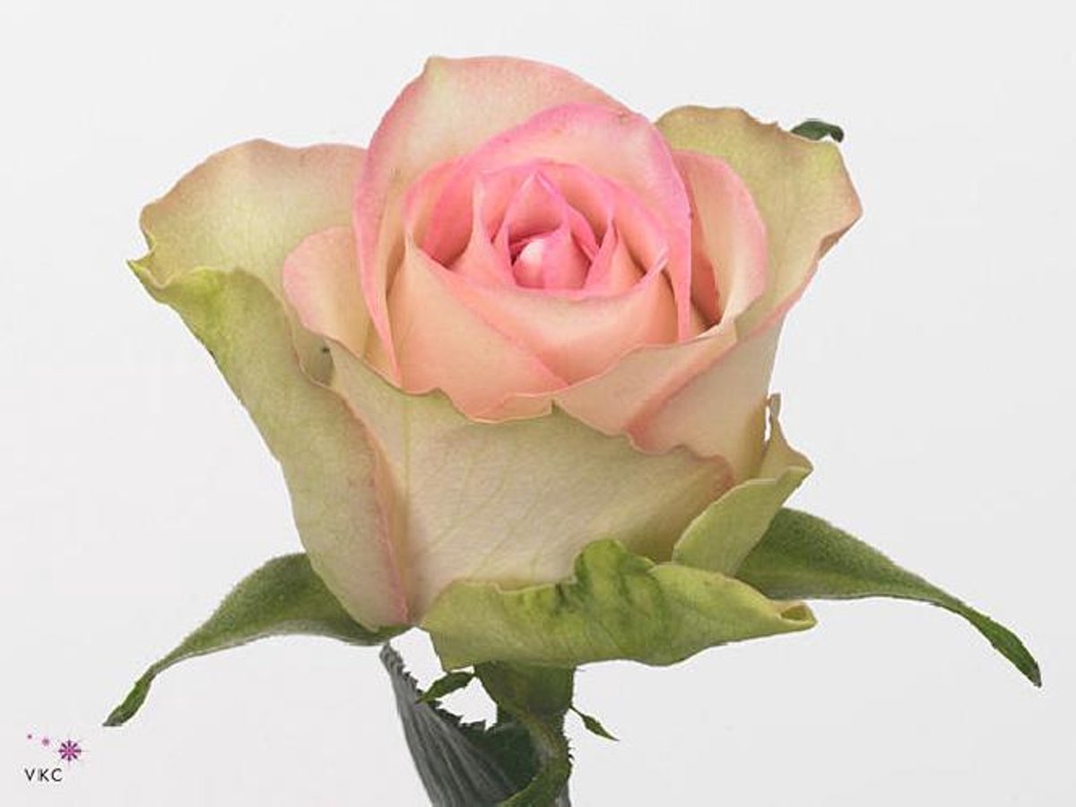 20x Rosa de ruiter's lovely jewel 30cm