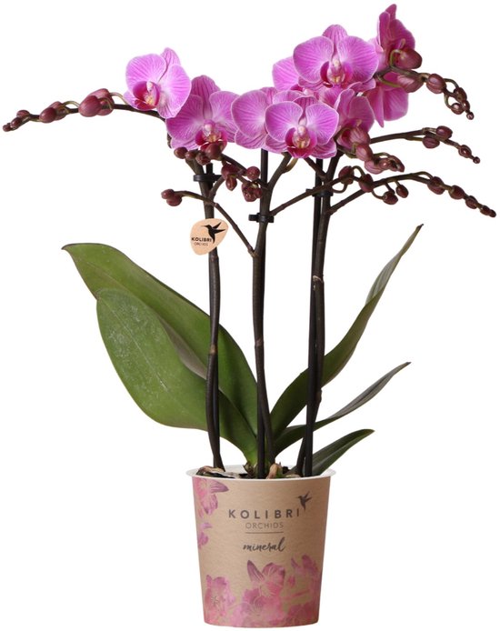 Kolibri Orchids | Paars/ roze Phalaenopsis orchidee - Mineral Vienna - potmaat Ø9cm | bloeiende kamerplant - vers van de kweker