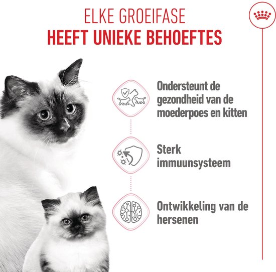 Ragdoll moederskat en kitten, met iconen die gezondheid, immuunsysteem en hersenontwikkeling aanduiden. Elke groeifase heeft unieke behoeften.