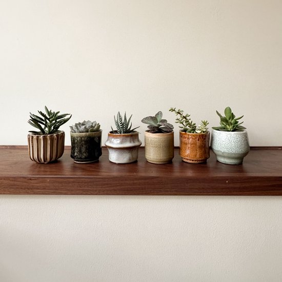 Zes mini-vetplanten in diverse potjes, waaronder een beige met ribbels en een grijze met glazuur.
