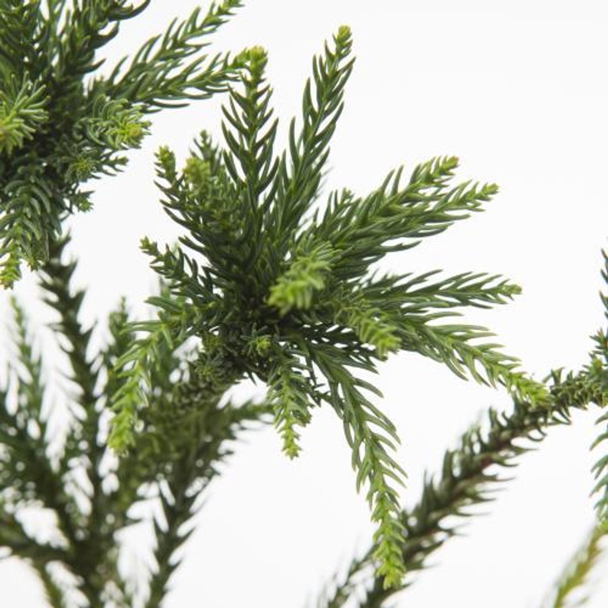 5x Ko cryptomeria jap.ballerina 40cm