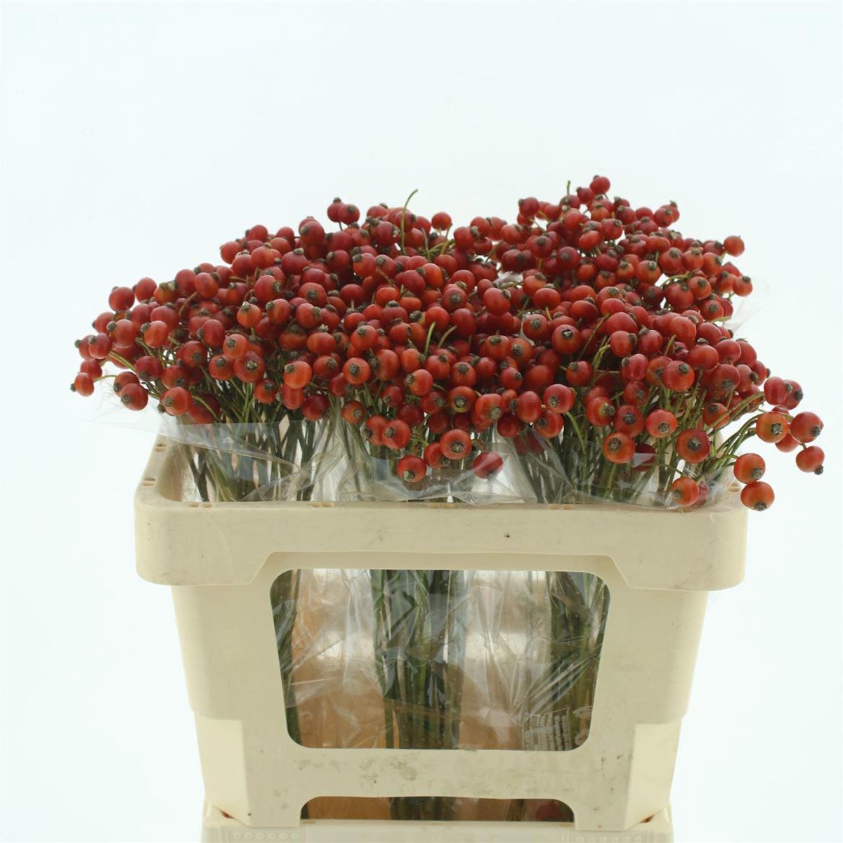50x Rosa amazing fantasy 50cm