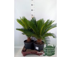 2 stuks - Cycas revoluta - Hoogte 65cm - Potmaat 21cm - Luchtzuiverende Kamerplant - Plant binnen