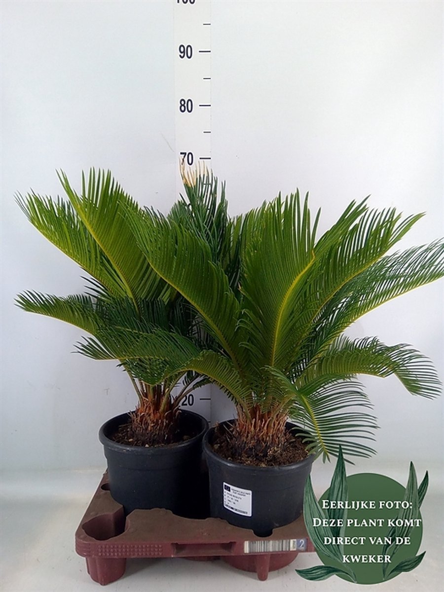 2 stuks - Cycas revoluta - Hoogte 65cm - Potmaat 21cm - Luchtzuiverende Kamerplant - Plant binnen