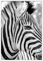 Poster Met Witte Lijst - Zebra Poster