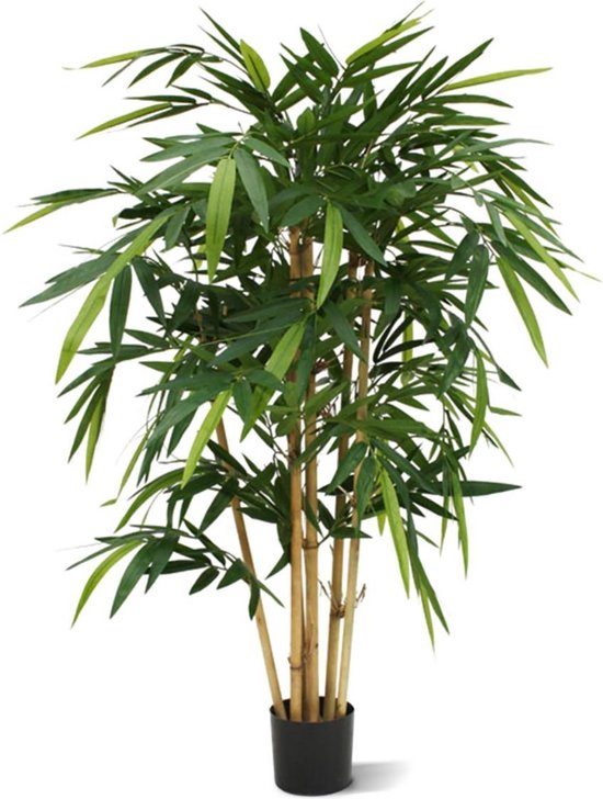 Bamboe 125cm