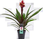 Decorum Guzmania - Kokerplant - Kamerplant - Brush Rood Geel - Vertakt - 60cm - ø13cm