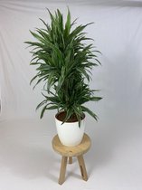 Kamerplant van Botanicly – Drakenboom incl. sierpot wit als set – Hoogte: 120 cm – Dracaena derem. Warneckei