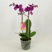 Orchidee van Botanicly – Vlinder orchidee – Hoogte: 45 cm, 1 tak – Phalaenopsis multiflora Aukje