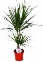 Kamerplant van Botanicly – Drakenboom – Hoogte: 75 cm – Dracaena Marginata