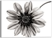 Dibond - Zwart/Witte Bloem op Witte Achtergrond - 40x30cm Foto op Aluminium (Wanddecoratie van metaal)