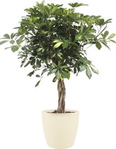 Schefflera Arboricola Gold Capella - Kamerplant - ø19cm - 80cm - Met Elho® Brussels Bloempot Soap