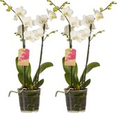 (2 stuks) Phalaenopsis Multiflora - Orchidee - Luchtzuiverende Kamerplant - ø12cm - 50cm