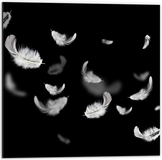 Dibond - Witte Zwevende Veertjes - 50x50cm Foto op Aluminium (Wanddecoratie van metaal)
